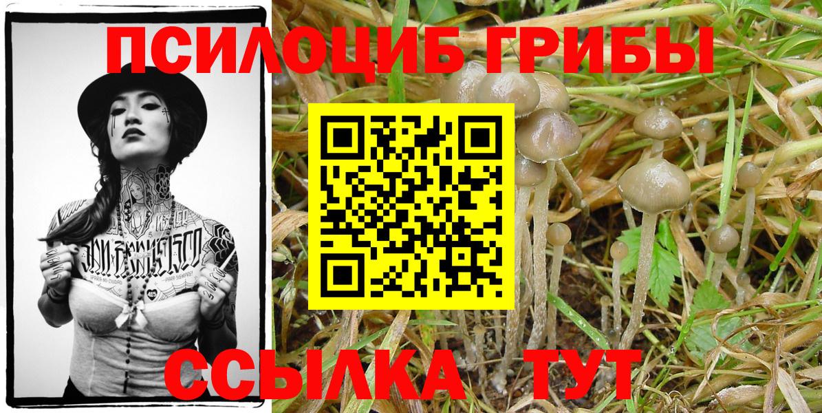 Галлюциногенные грибы Psilocybe Ярцево